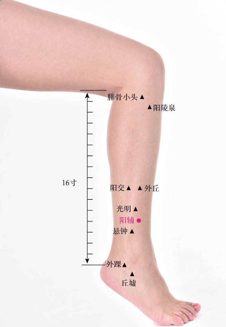 阳辅的证治纲要与定位图解