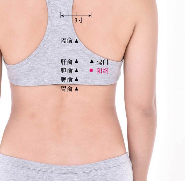 阳纲的证治纲要与定位图解