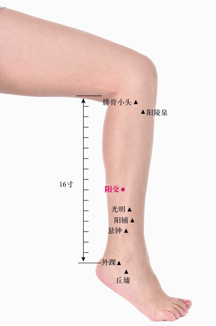 阳交的证治纲要与定位图解
