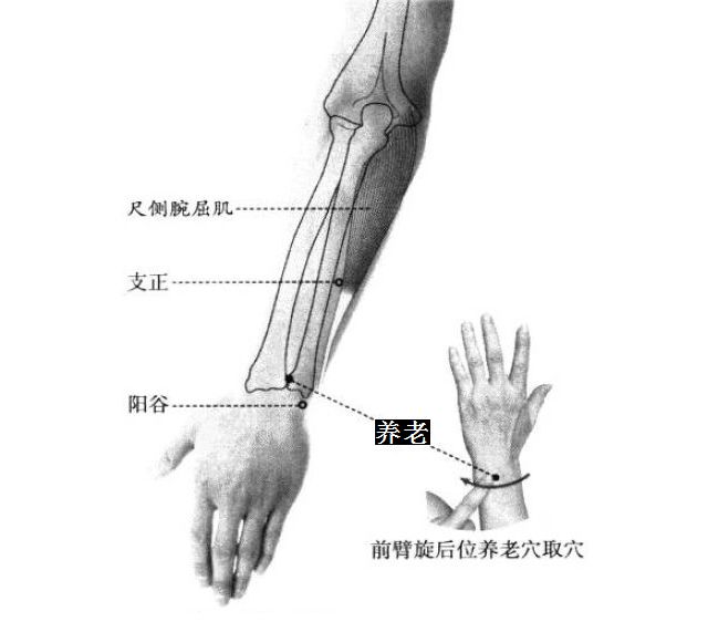 养老的证治纲要与定位图解
