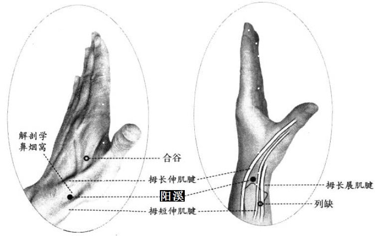 阳溪的证治纲要与定位图解